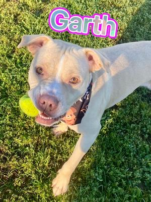 Garth, Pit Bull Terrier Mix, adult, available for adoption