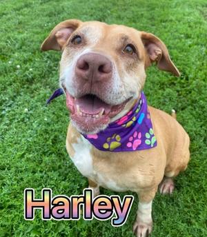 Harley, Pit Bull Terrier Mix, adult, available for adoption