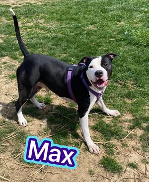 Max, Terrier Mix, adult, available for adoption