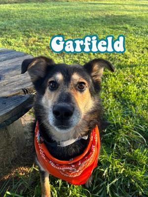 Garfield, Mixed Breed, adult, available for adoption
