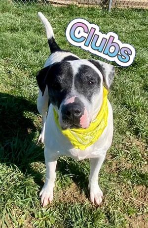 Clubs, American Pit Bull Terrier and Labrador Retriever, senior, available for adoption
