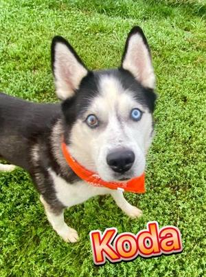 Koda, Alaskan Husky Mix, senior, available for adoption