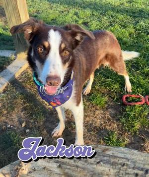Jackson, Border Collie Mix, adult, available for adoption