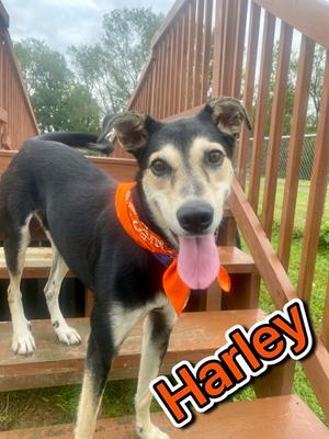 Harley, Siberian Husky Mix, adult, available for adoption