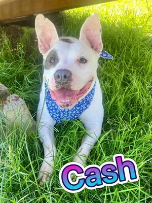 Cash, Bull Terrier Mix, adult, available for adoption