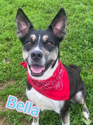 Bella, Alaskan Husky and Terrier, adult, available for adoption