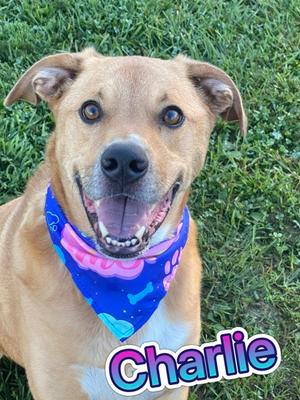 Charlie, Australian Shepherd Mix, adult, available for adoption