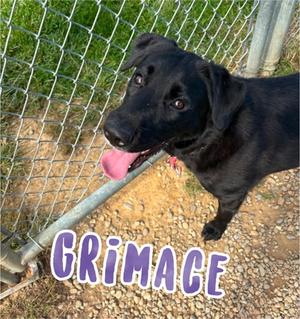 Grimace, Labrador Retriever Mix, adult, available for adoption