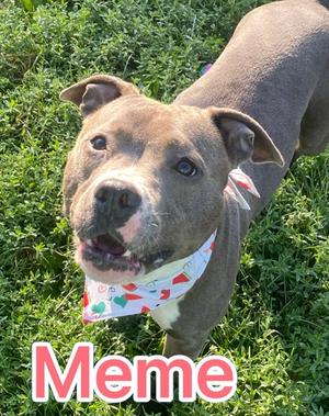 MeMe, Pit Bull Terrier Mix, adult, available for adoption