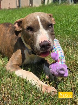 Astro, American Pit Bull Terrier, young, available for adoption