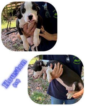 Houston, American Pit Bull Terrier, young, available for adoption