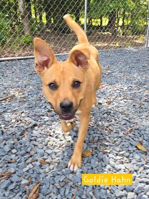 Goldie, American Pit Bull Terrier / Carolina Dog, young, available for adoption