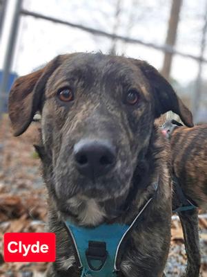 Clyde, Dutch Shepherd / Plott Hound, young, available for adoption