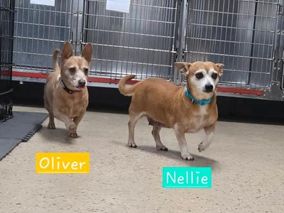 Oliver, Chihuahua / Dachshund, senior, available for adoption