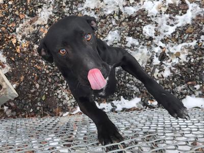 Stubbs, Hound / Labrador Retriever, young, available for adoption