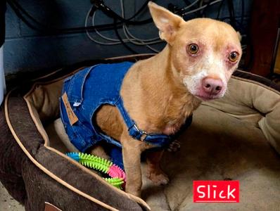 Slick, Chihuahua / Dachshund, adult, available for adoption