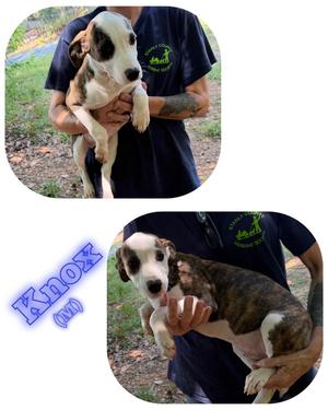 Knox, American Pit Bull Terrier, young, available for adoption