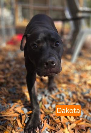Dakota, Black Labrador Retriever, young, available for adoption