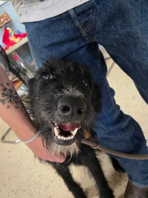 Marley, Schnauzer / Labrador Retriever, young, available for adoption