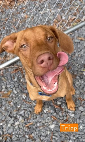 Tripp, Carolina Dog / Hound, young, available for adoption