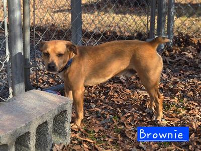 Brownie, Rat Terrier / Feist, adult, available for adoption