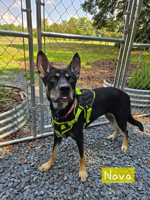 Nova, German Shepherd Dog / Alaskan Malamute, young, available for adoption