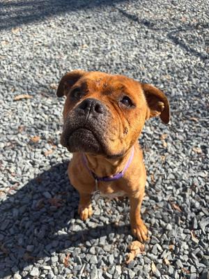 Roxie, Boxer / American Staffordshire Terrier, available for adoption