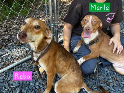 Reba, Australian Cattle Dog/Blue Heeler / Dachshund, young, available for adoption