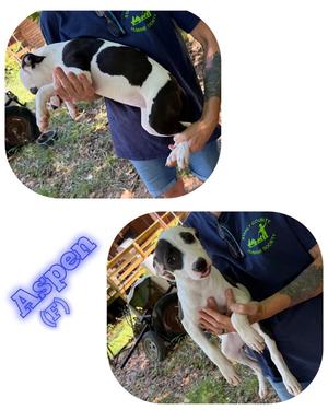 Aspen, American Pit Bull Terrier, young, available for adoption