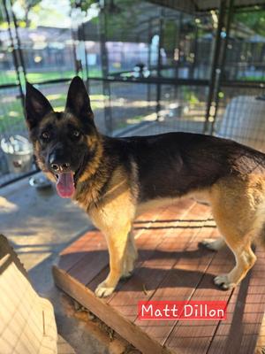 Matt Dillon, German Shepherd Dog, adult, available for adoption