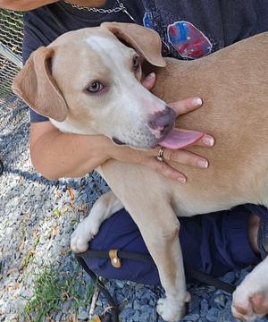 Stetson, American Pit Bull Terrier, young, available for adoption