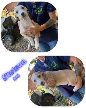 Stetson, American Pit Bull Terrier, young, available for adoption