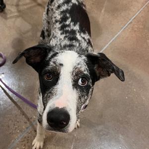 A black and white dog with a spotted pattern on its back and a white face, looking up at the camera.
