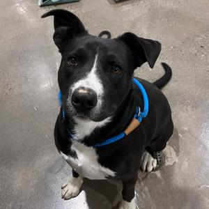 Boone, Boxer, adult, available for adoption