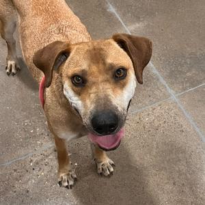 A medium-sized brown dog with floppy ears and its tongue out, looking directly at the camera.