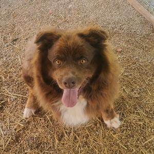 Koda, Shepherd, Australian, senior, available for adoption