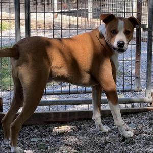 Bark Wahlberg (Crusher), Coonhound, Redbone, adult, available for adoption