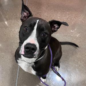 Joey (Berkley), Terrier, American Staffordshire, adult, available for adoption