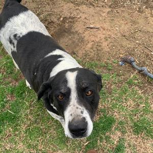 Laker(Gracie), Great Dane, senior, available for adoption