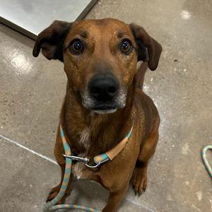 Corkey of Republic, Hound, adult, available for adoption