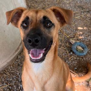 Axis (Rudy), Black Mouth Cur, young, available for adoption