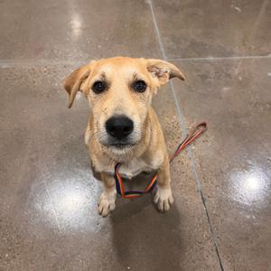 A light brown dog with floppy ears and a black nose is sitting on a tiled floor, looking up at the camera. The dog is wearing a red and black leash.