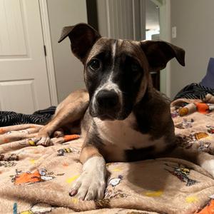 Galloway, Mountain Cur, young, available for adoption