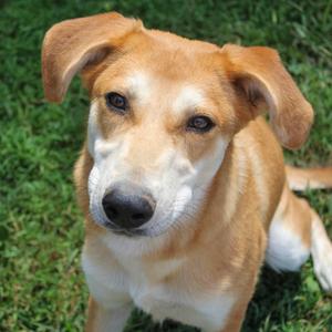 Alani, Shepherd, German, young, available for adoption