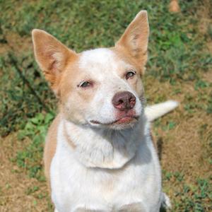 Lady Gaga (Kali), Cattle Dog, Australian (Red Heeler), senior, available for adoption