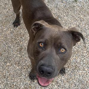 CJ (Jasper), Boxer, adult, available for adoption