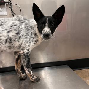 Clover, Shepherd, German, available for adoption