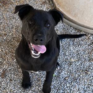 Gator, Shepherd, adult, available for adoption