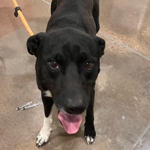 Coe, Terrier, Staffordshire Bull, adult, available for adoption