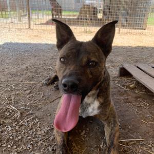 Knight, Mixed Breed (Medium), adult, available for adoption